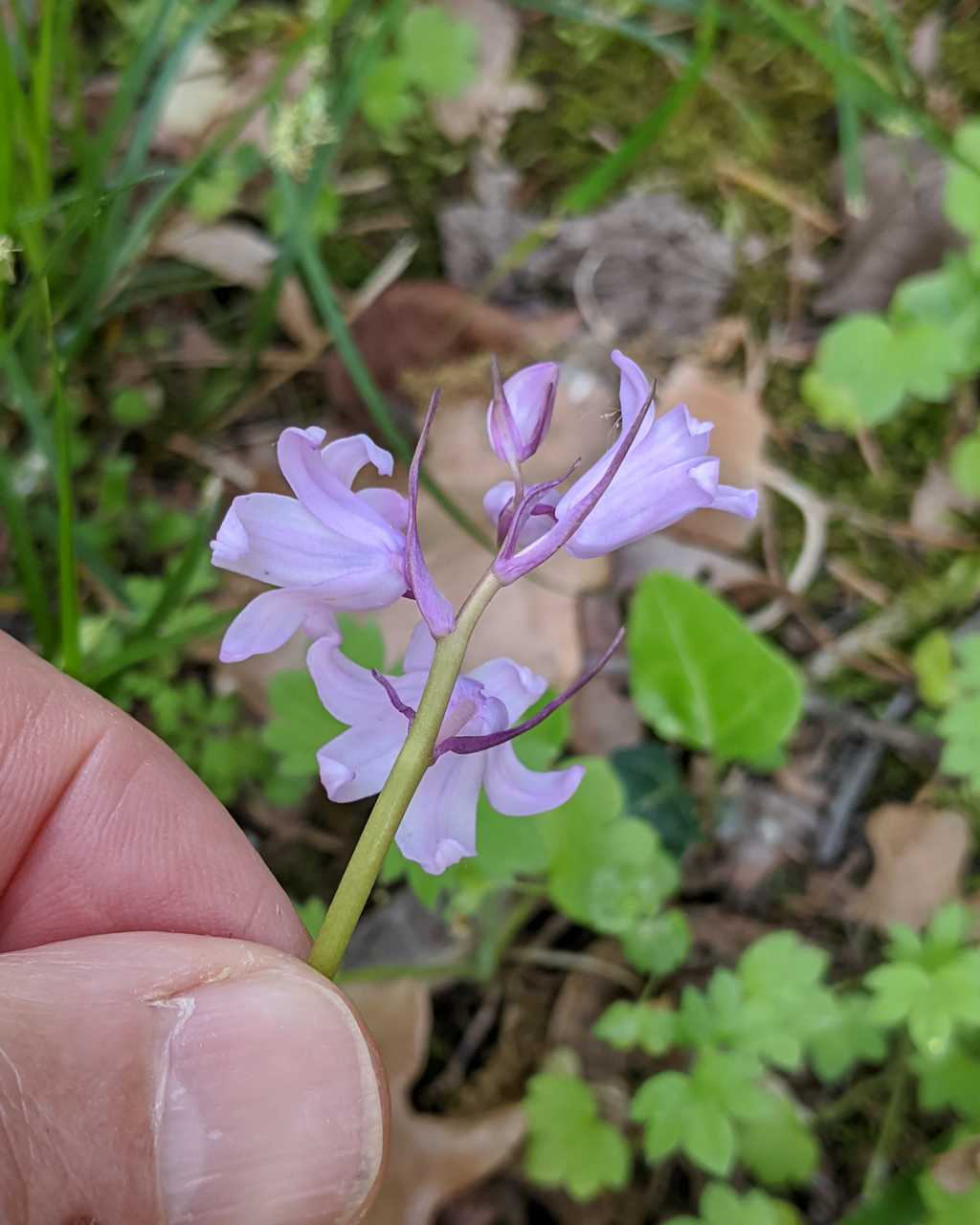 Hyacinthoides-non-scripta (Asparagaceae)